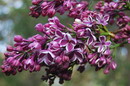 یاس خوشه ای